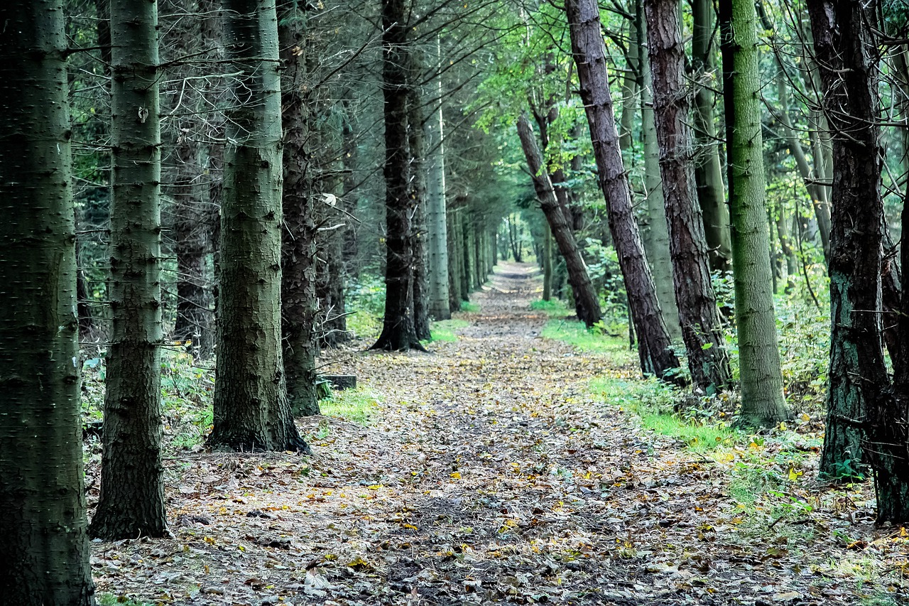 木を見て森を見ず 森を見て木を見ず 後継者が知っておきたい視点を切り替えることの重要性 親と子の心をつなぐ事業承継